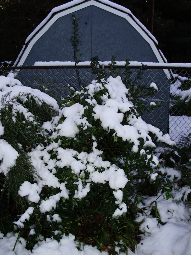 Ilex meserveae (Meserve Holly) (alternate view 8)