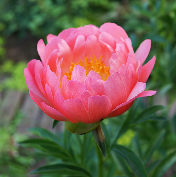 Paeonia 'Coral Sunset' (Coral Sunset Peony)