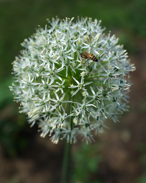Allium 'Mount Everest' (Mount Everest Allium) (alternate view 2)