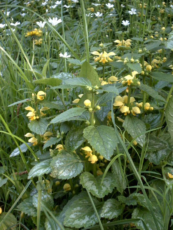 Lamium galeobdolon (yellow archangel)