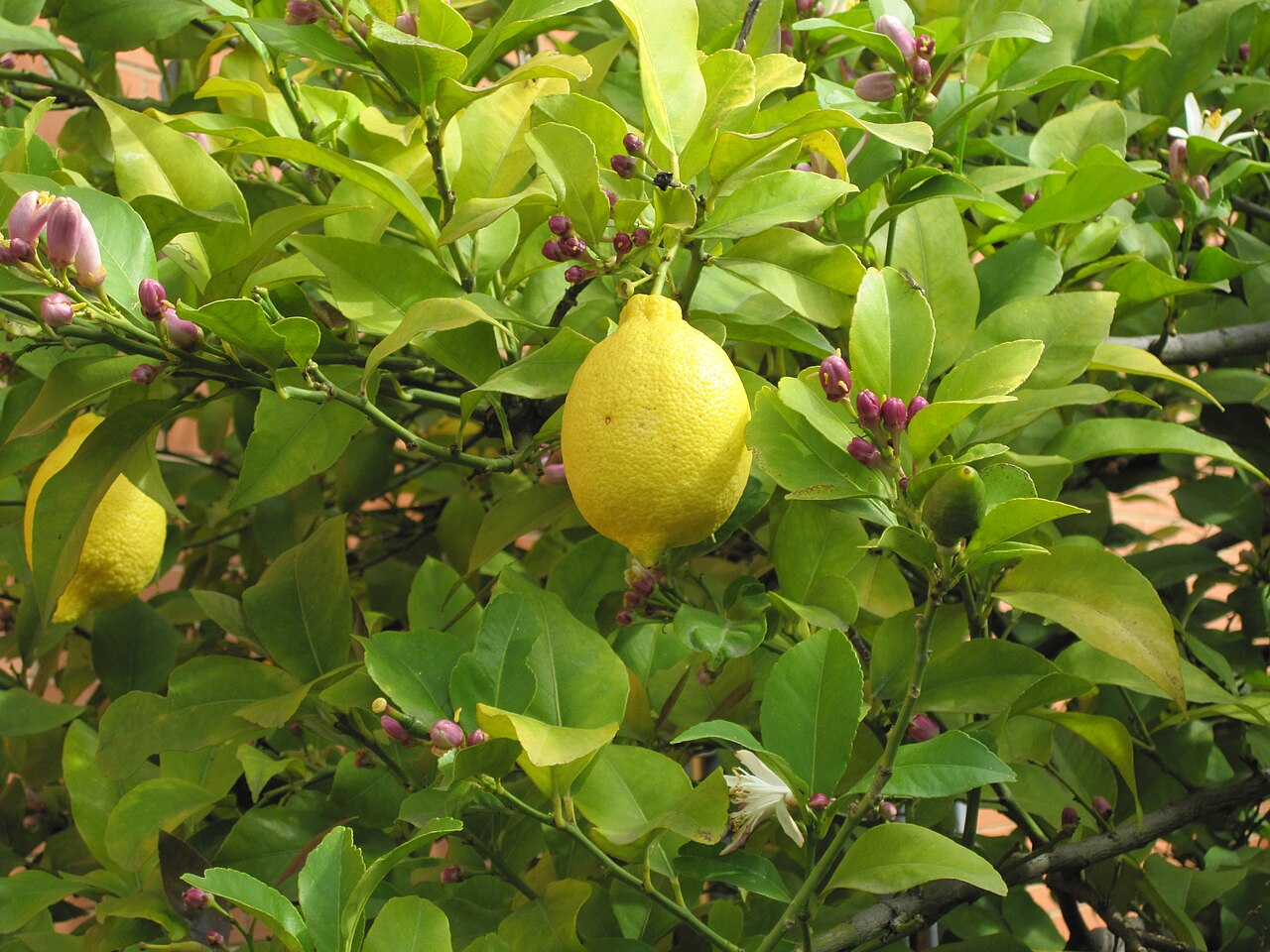 Citrus limon, Lemon — upright evergreen (Rutaceae) (image 9 of 9)