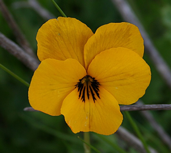 Viola pedunculata (California Golden Violet) (alternate view 3)