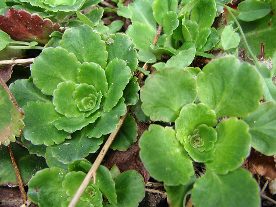Saxifraga umbrosa (alternate view 9)