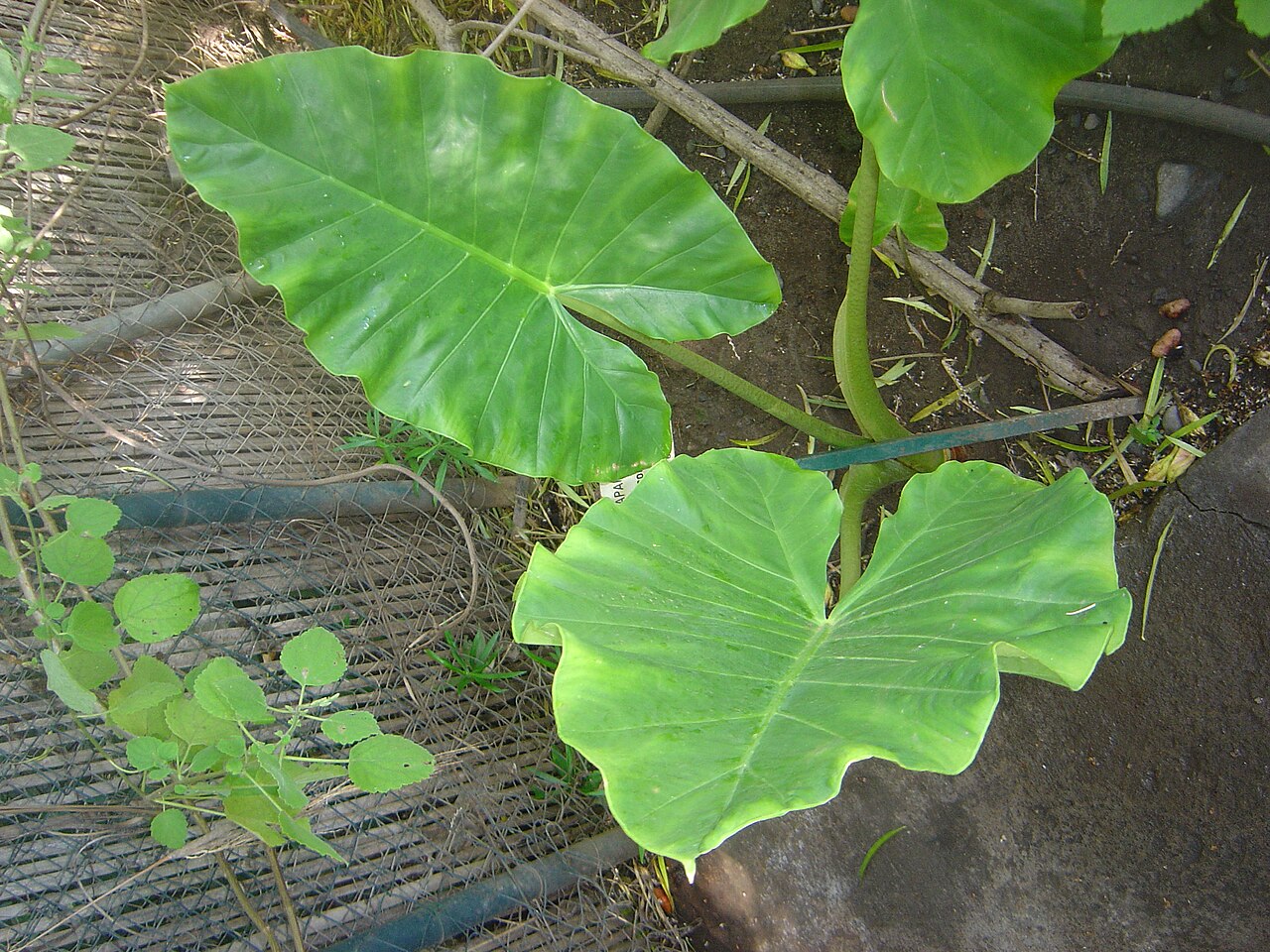 Alocasia macrorrhizos, Giant taro — upright evergreen (Araceae) (image 3 of 8)