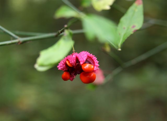 Euonymus atropurpureus (wahoo) (alternate view 9)