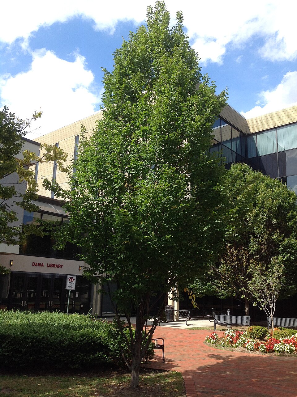Carpinus caroliniana (American Hornbeam) (alternate view 3)