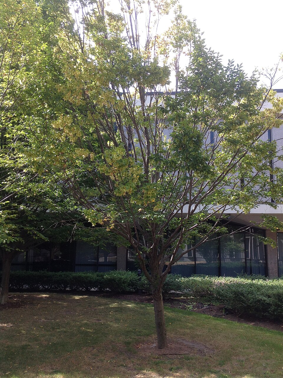 Carpinus caroliniana (American Hornbeam) (alternate view 4)