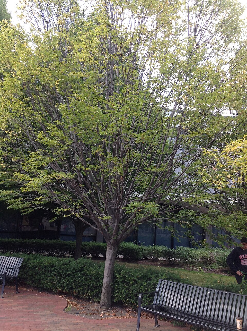 Carpinus caroliniana (American Hornbeam) (alternate view 5)