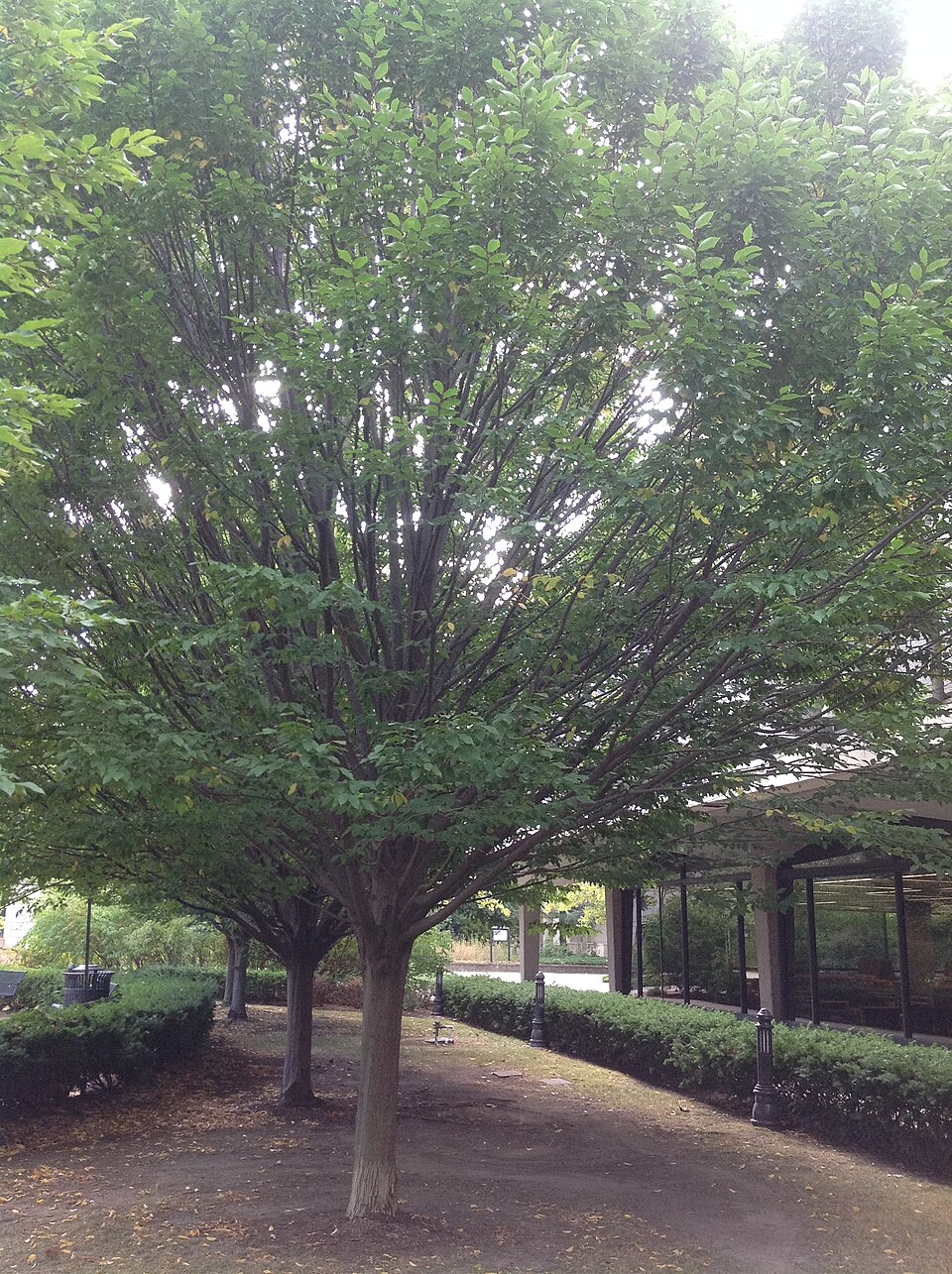 Carpinus caroliniana (American Hornbeam) (alternate view 6)
