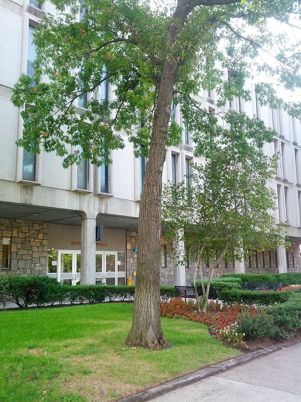 Quercus ilicifolia (bear oak) (alternate view 6)