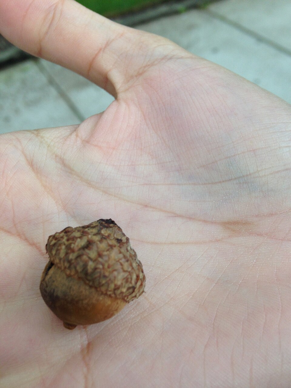 Quercus ilicifolia (bear oak) (alternate view 7)