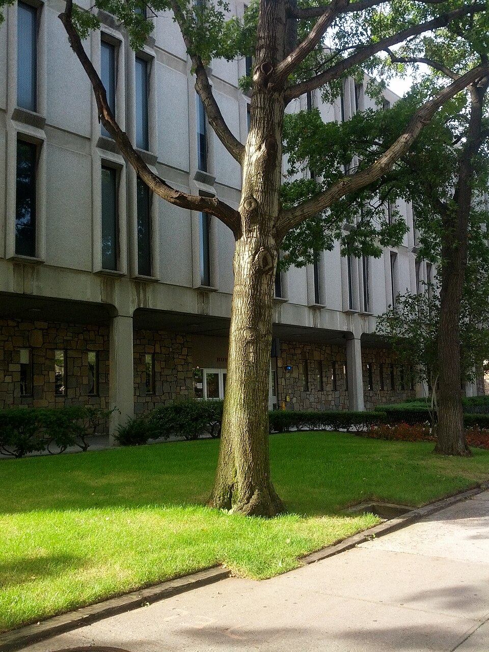 Quercus ilicifolia (bear oak) (alternate view 8)