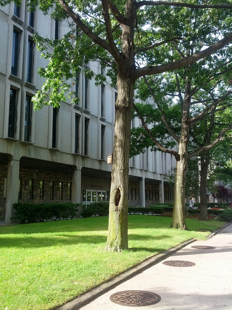 Quercus ilicifolia (bear oak) (alternate view 9)