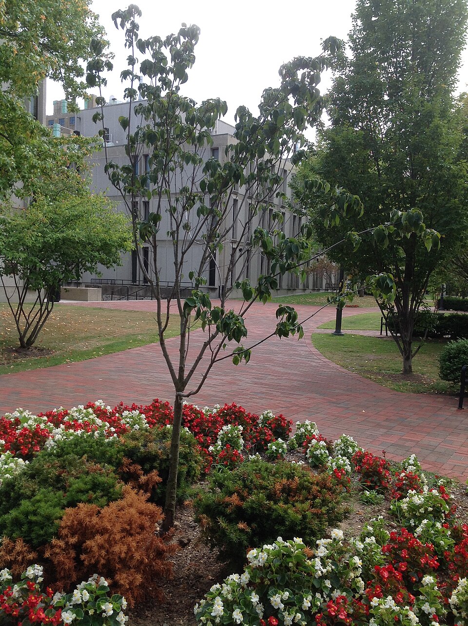 Cornus kousa (kousa dogwood)