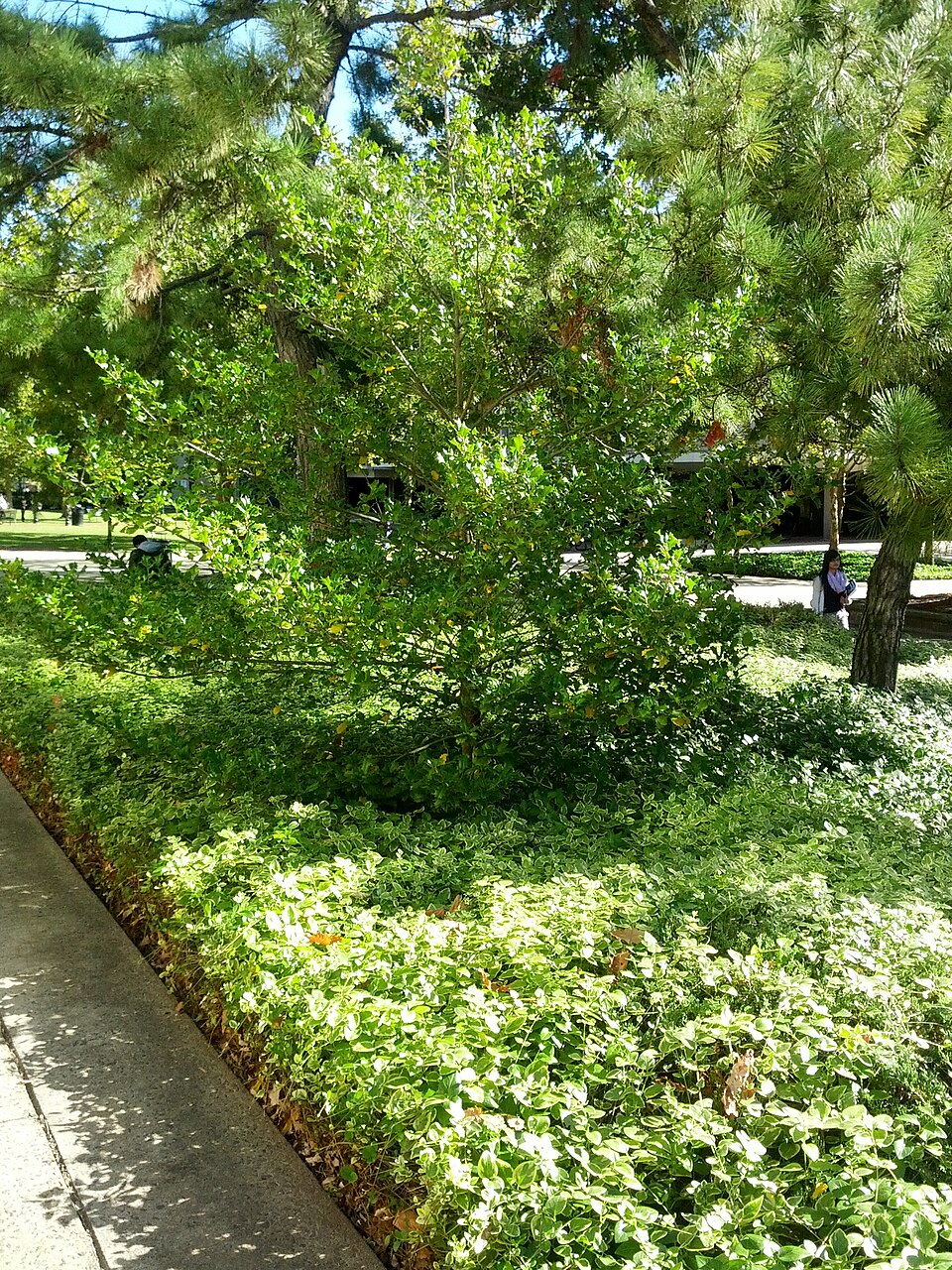 Ilex opaca (American Holly) (alternate view 7)