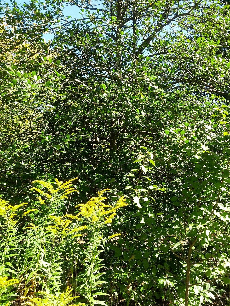 Ilex opaca (American Holly) (alternate view 8)