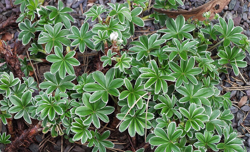 Alchemilla conjuncta (Silver Lady's Mantle) (alternate view 6)