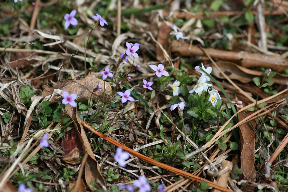 Houstonia (flowering bluets)