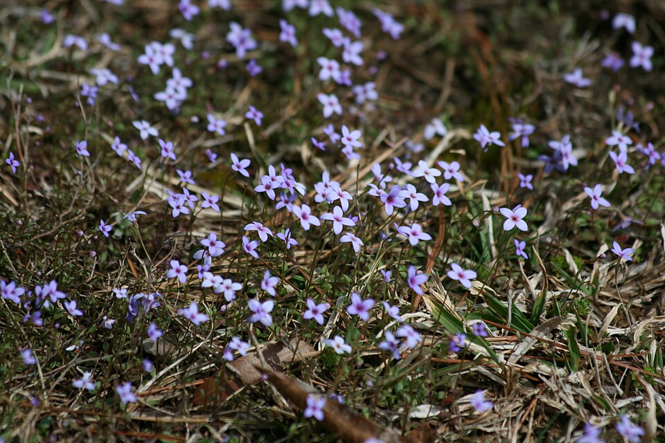 Houstonia (flowering bluets) (alternate view 2)
