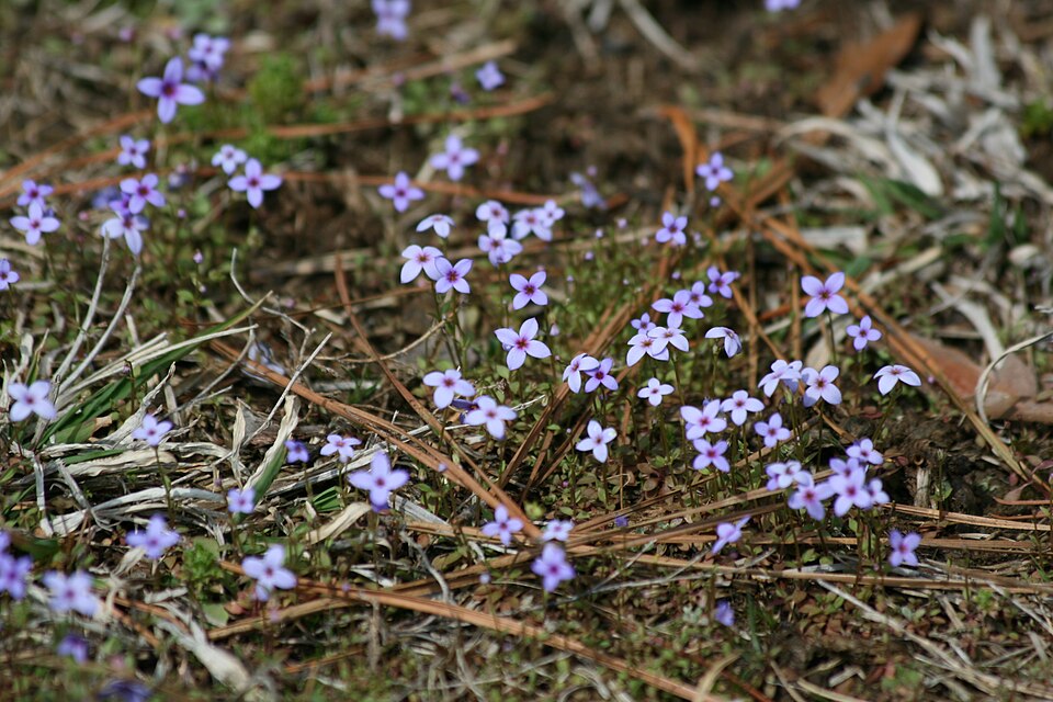Houstonia (flowering bluets) (alternate view 3)