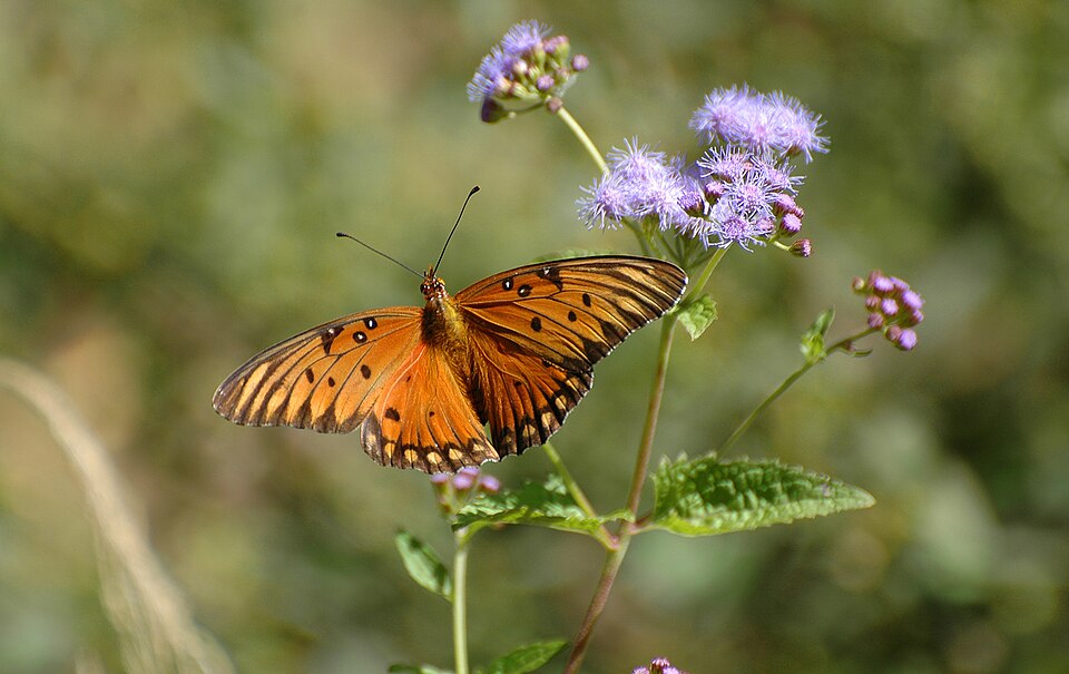 Conoclinium coelestinum (Blue Mistflower) (alternate view 9)