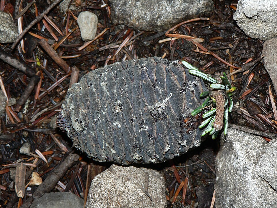 Abies amabilis (Pacific Silver Fir) (alternate view 7)