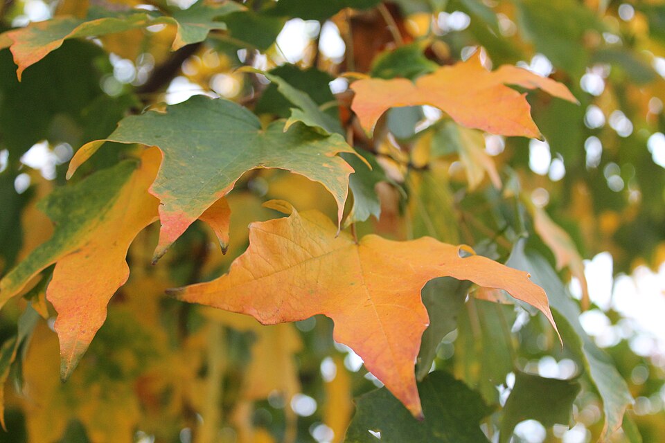Acer nigrum (black maple) (alternate view 7)