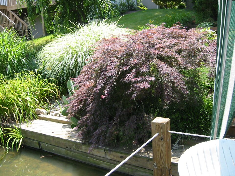 Acer (maples) (alternate view 7)