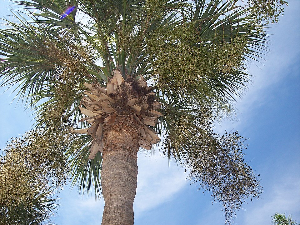 Sabal palmetto (cabbage palmetto)