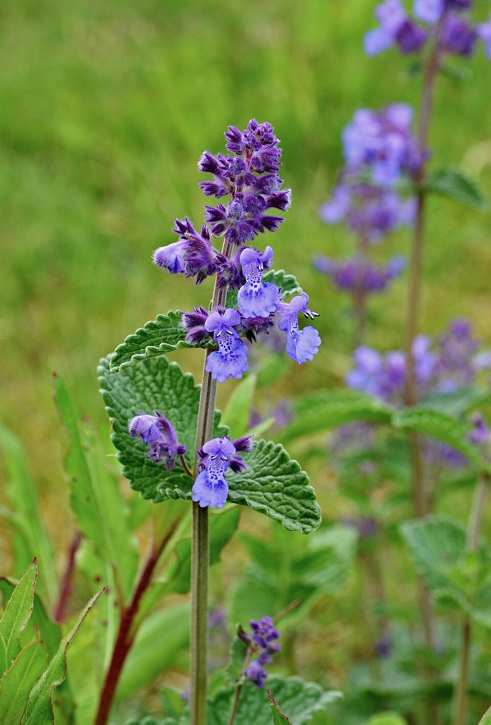Nepeta (catmints) (alternate view 8)