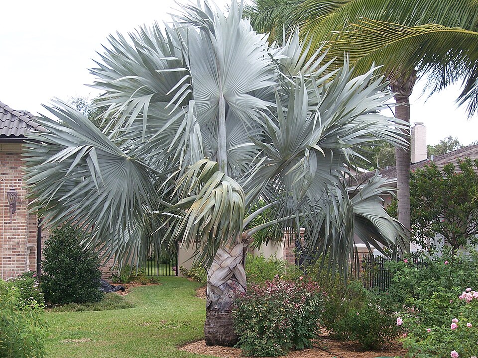 Bismarckia nobilis (Bismarck Palm) (alternate view 3)