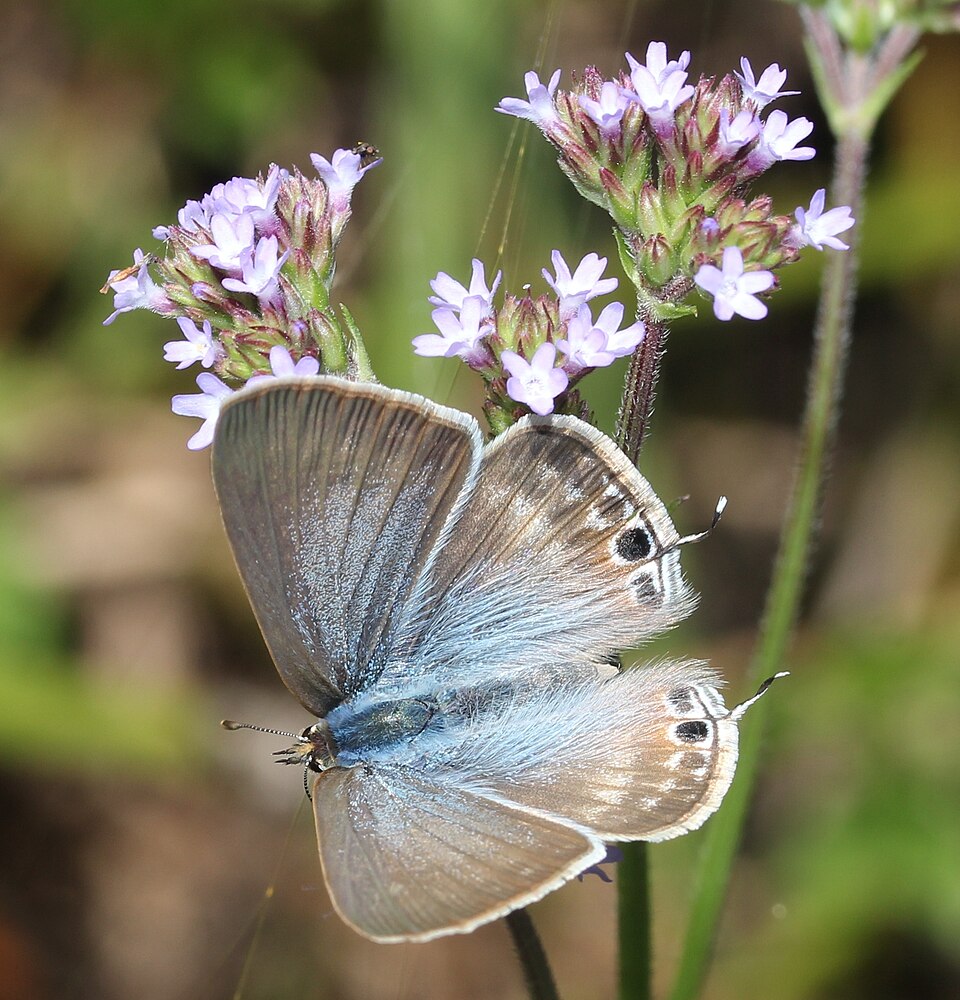 Verbena brasiliensis (Brazilian Vervain) (alternate view 7)
