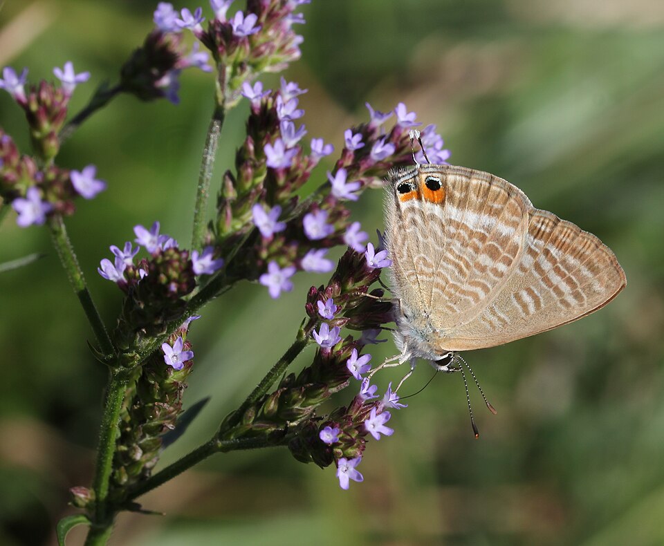 Verbena brasiliensis (Brazilian Vervain) (alternate view 8)