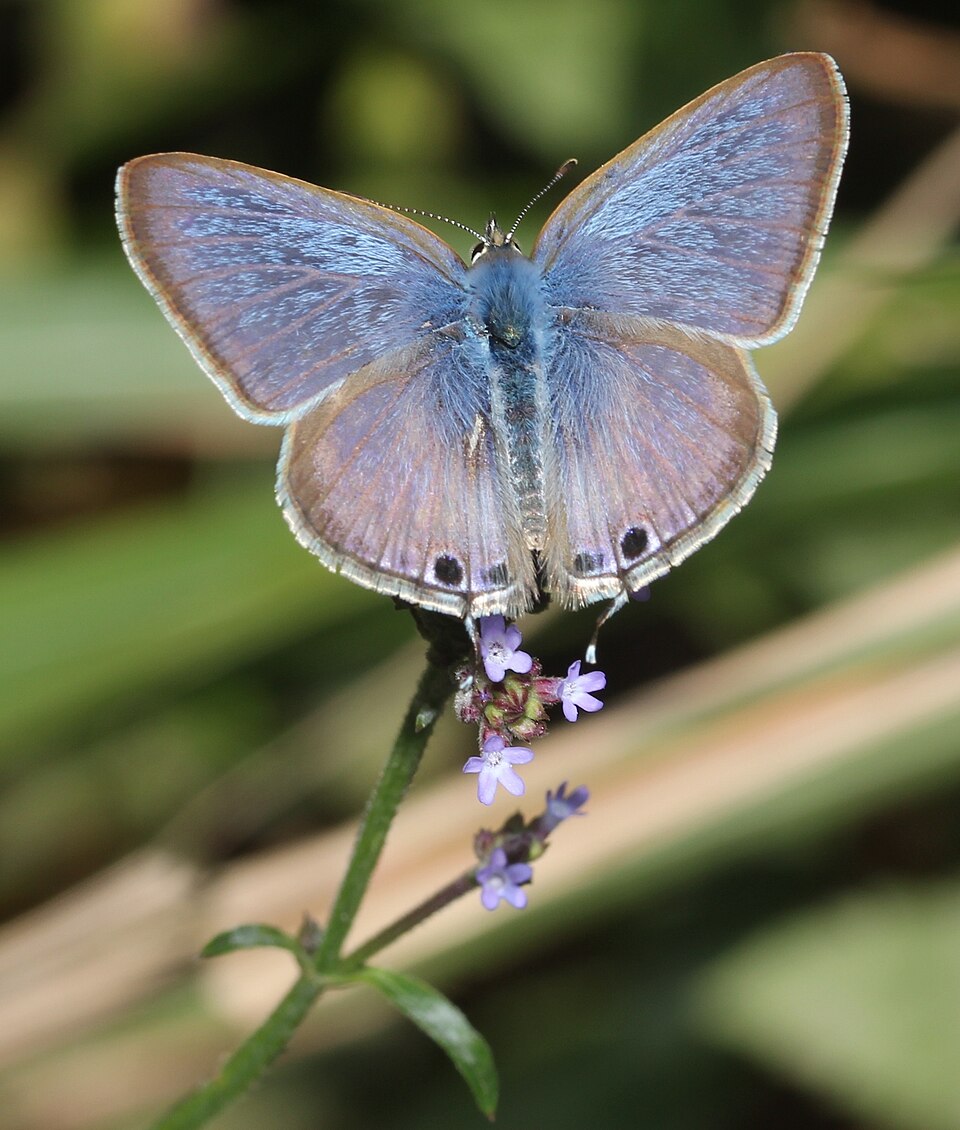 Verbena brasiliensis (Brazilian Vervain) (alternate view 9)