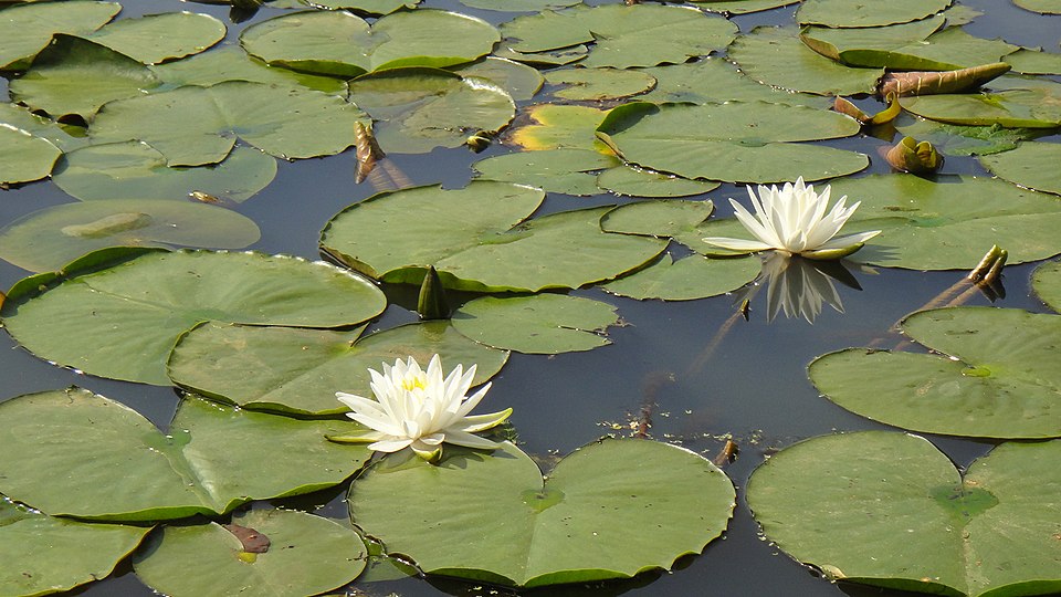 Nymphaea alba (European White Waterlily)