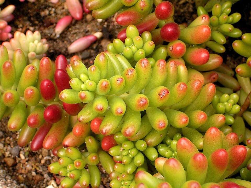 Sedum × rubrotinctum (Christmas-cheer) (alternate view 6)