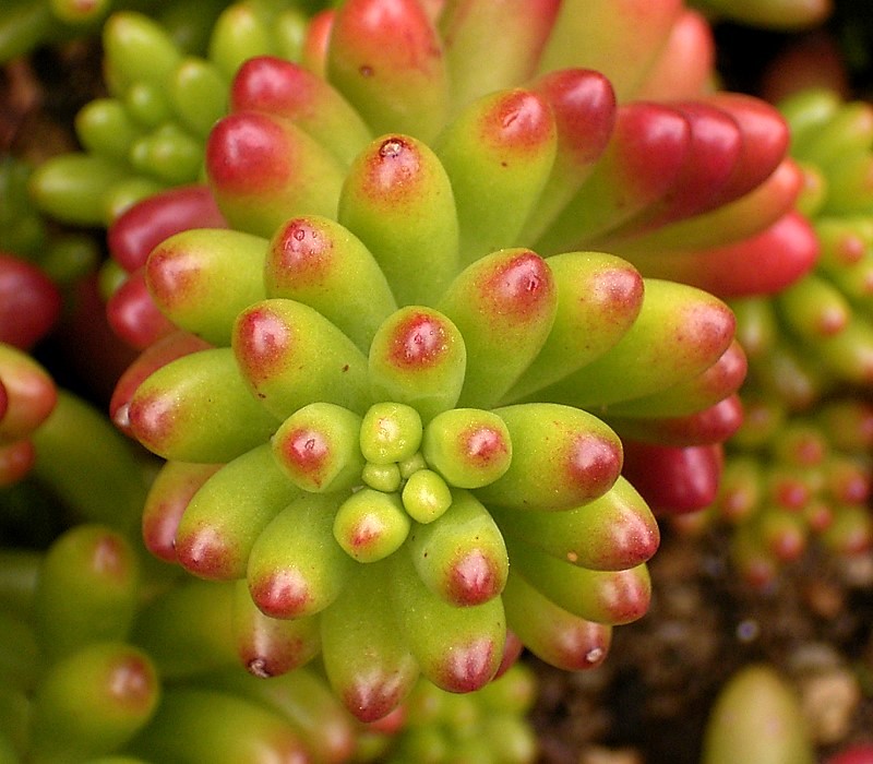 Sedum × rubrotinctum (Christmas-cheer) (alternate view 7)