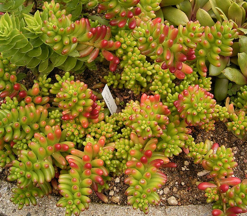 Sedum × rubrotinctum (Christmas-cheer) (alternate view 8)