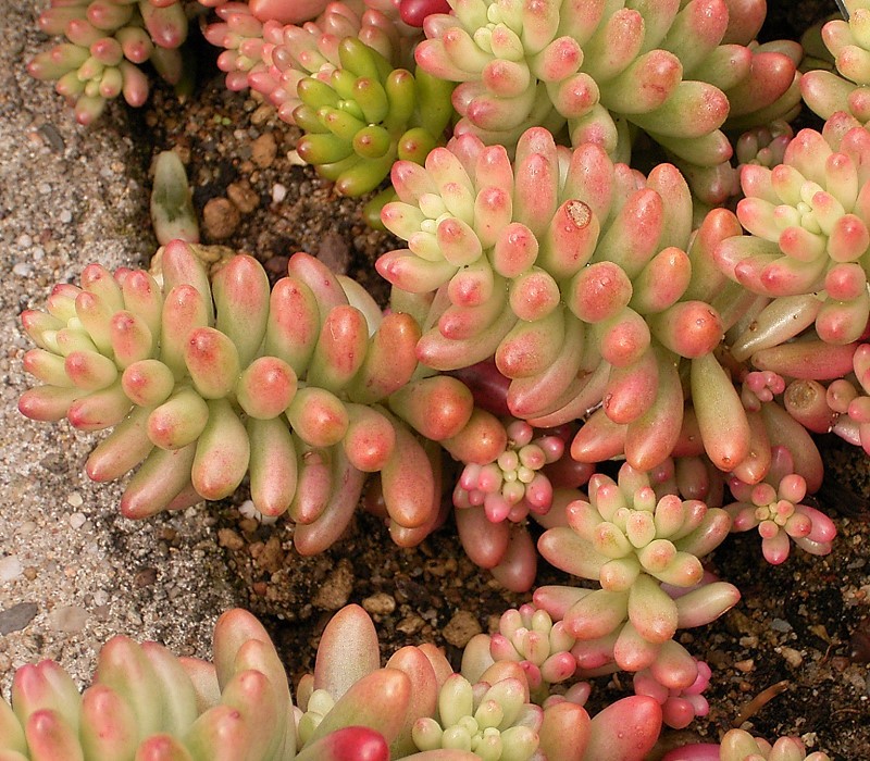 Sedum × rubrotinctum (Christmas-cheer) (alternate view 9)