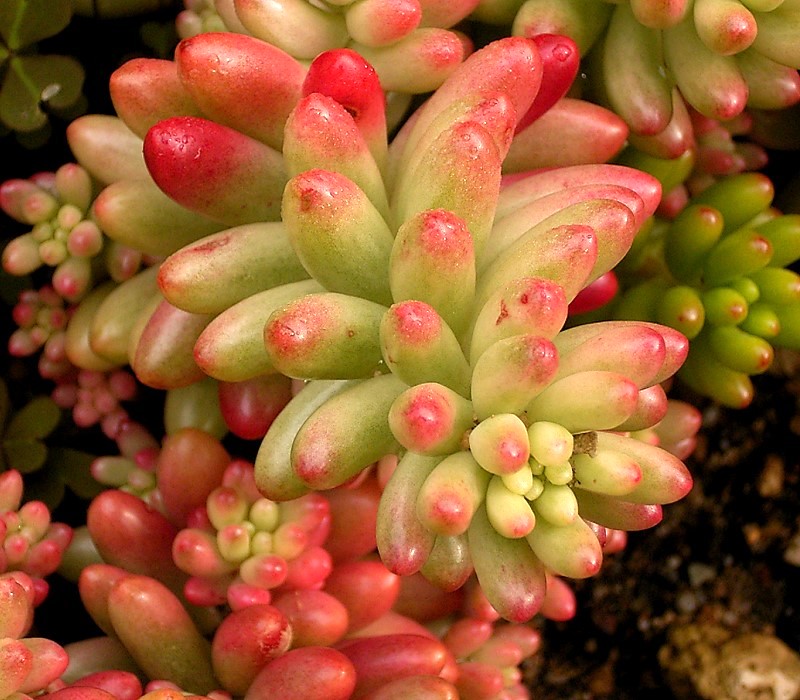 Sedum × rubrotinctum (Christmas-cheer) (alternate view 10)