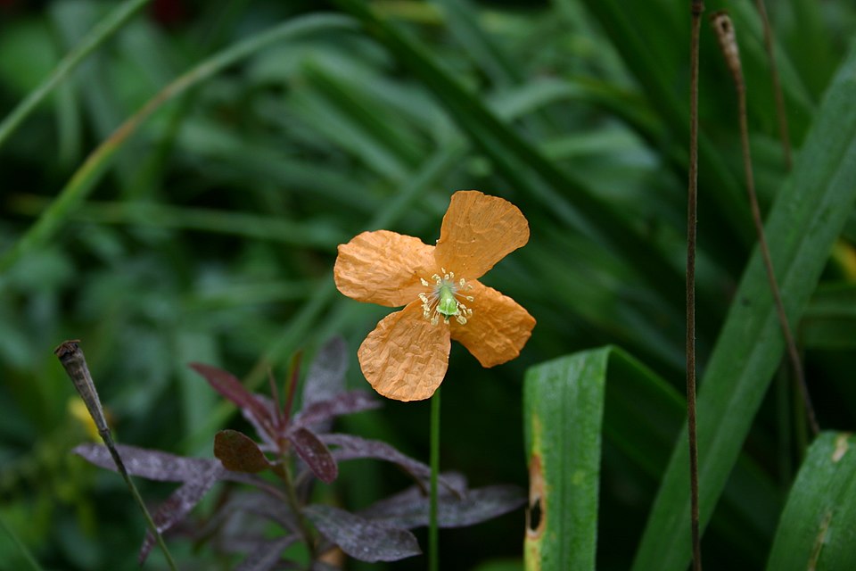 Papaver atlanticum (Atlas Poppy)