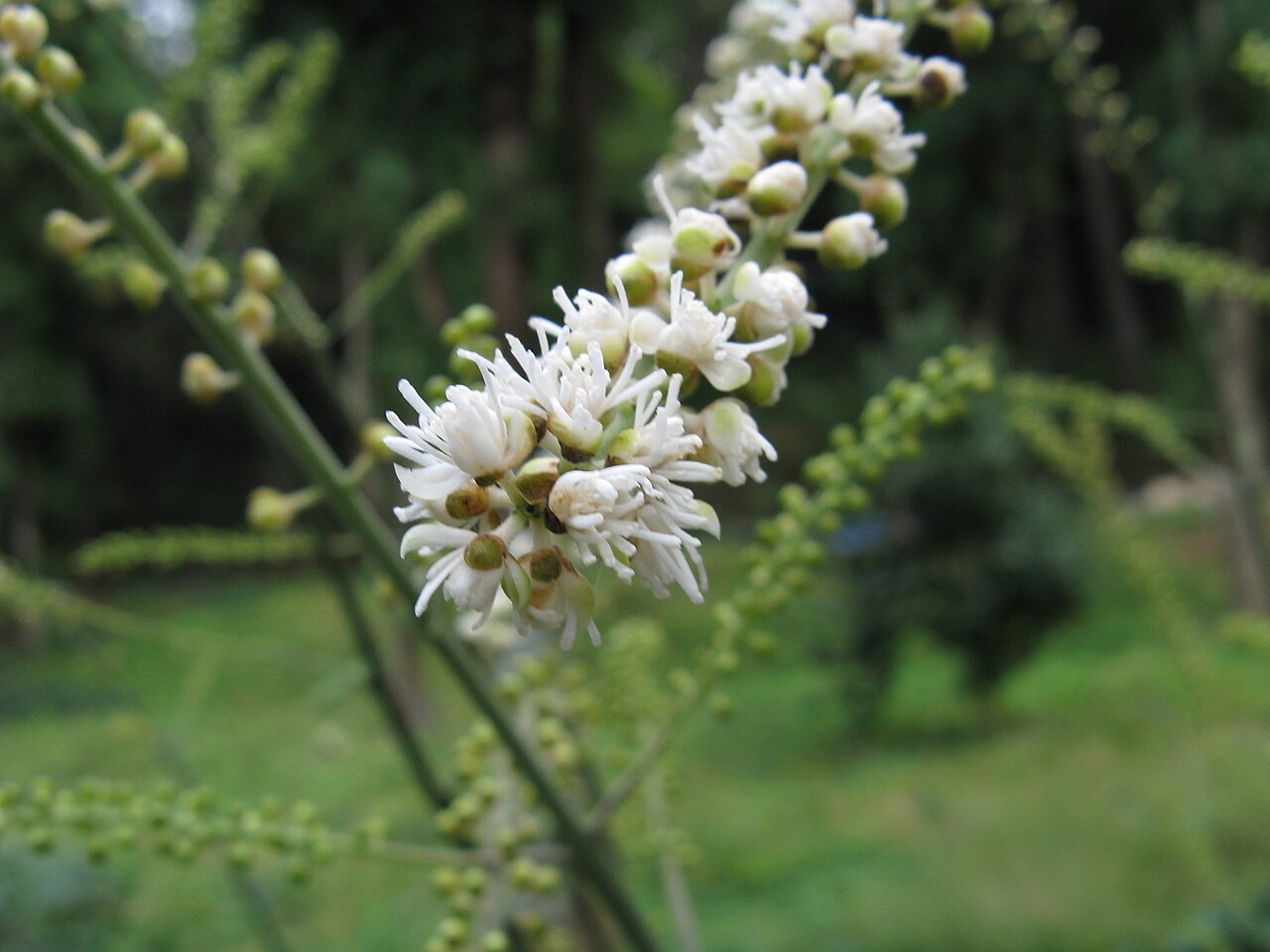 Actaea simplex, Bugbane — clumping deciduous (Ranunculaceae) (image 3 of 10)