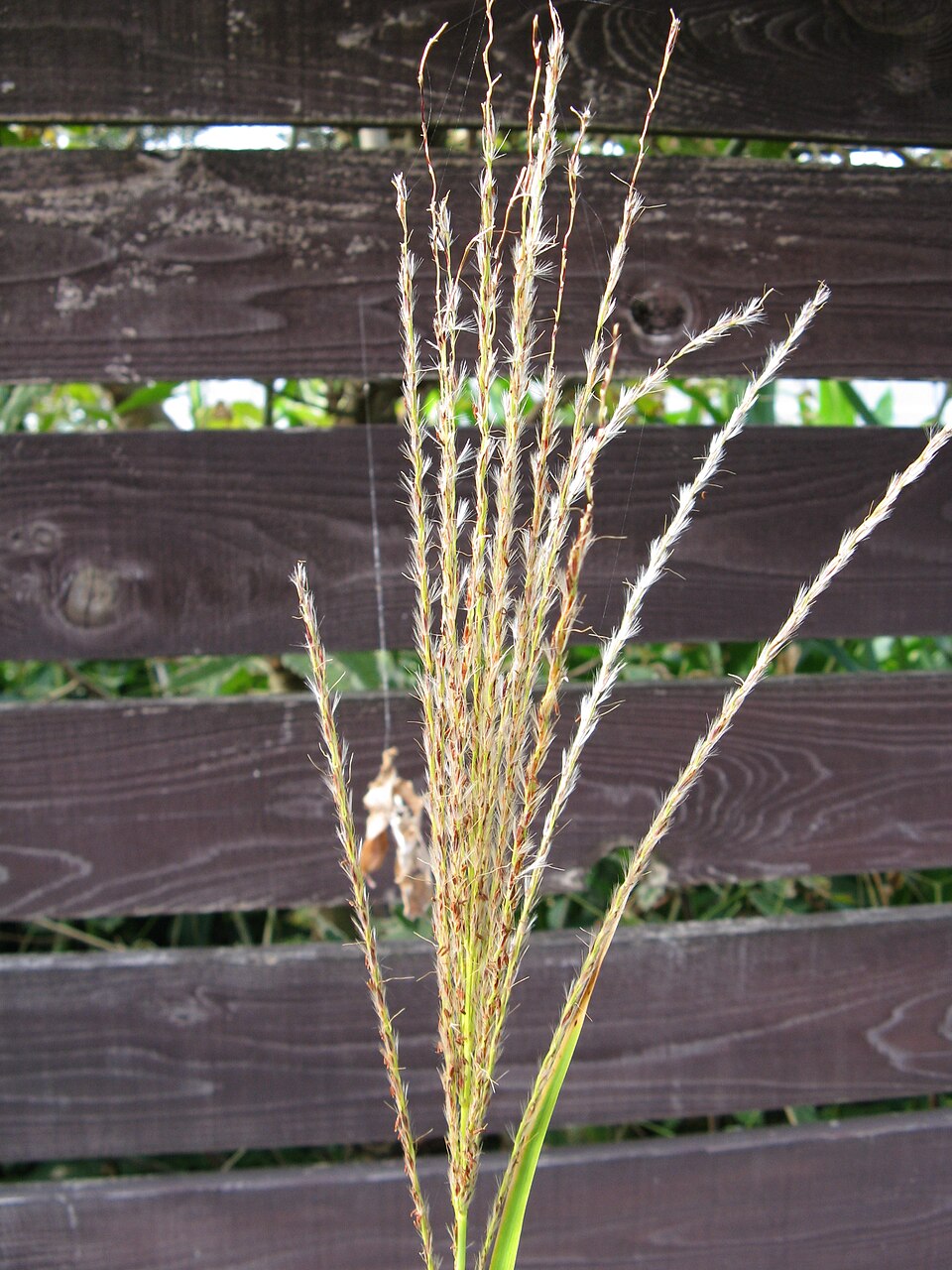 Miscanthus sinensis 'Zebrinus' (Zebra Grass)