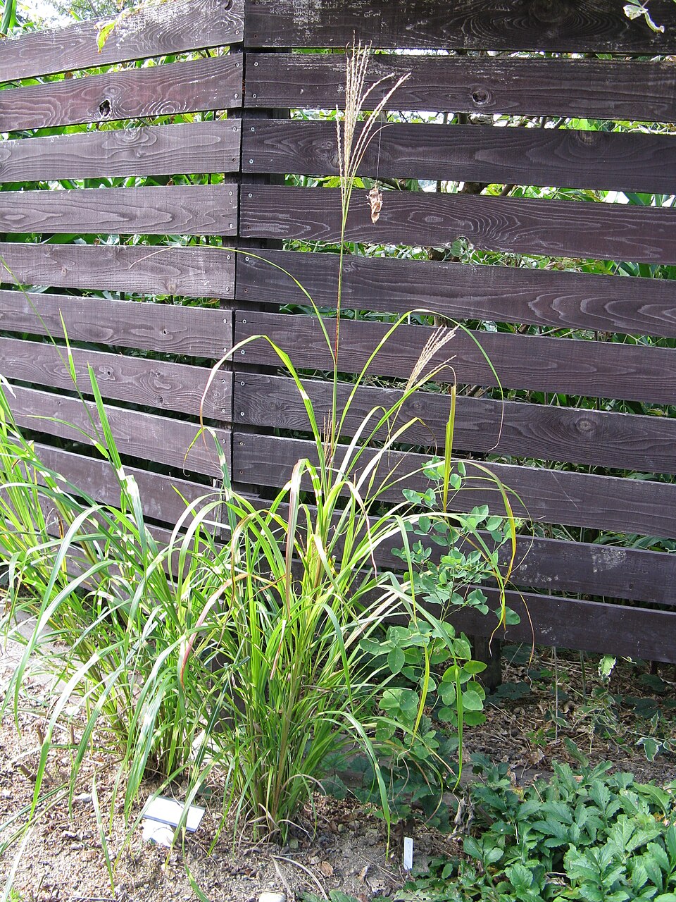 Miscanthus sinensis 'Zebrinus' (Zebra Grass) (alternate view 2)
