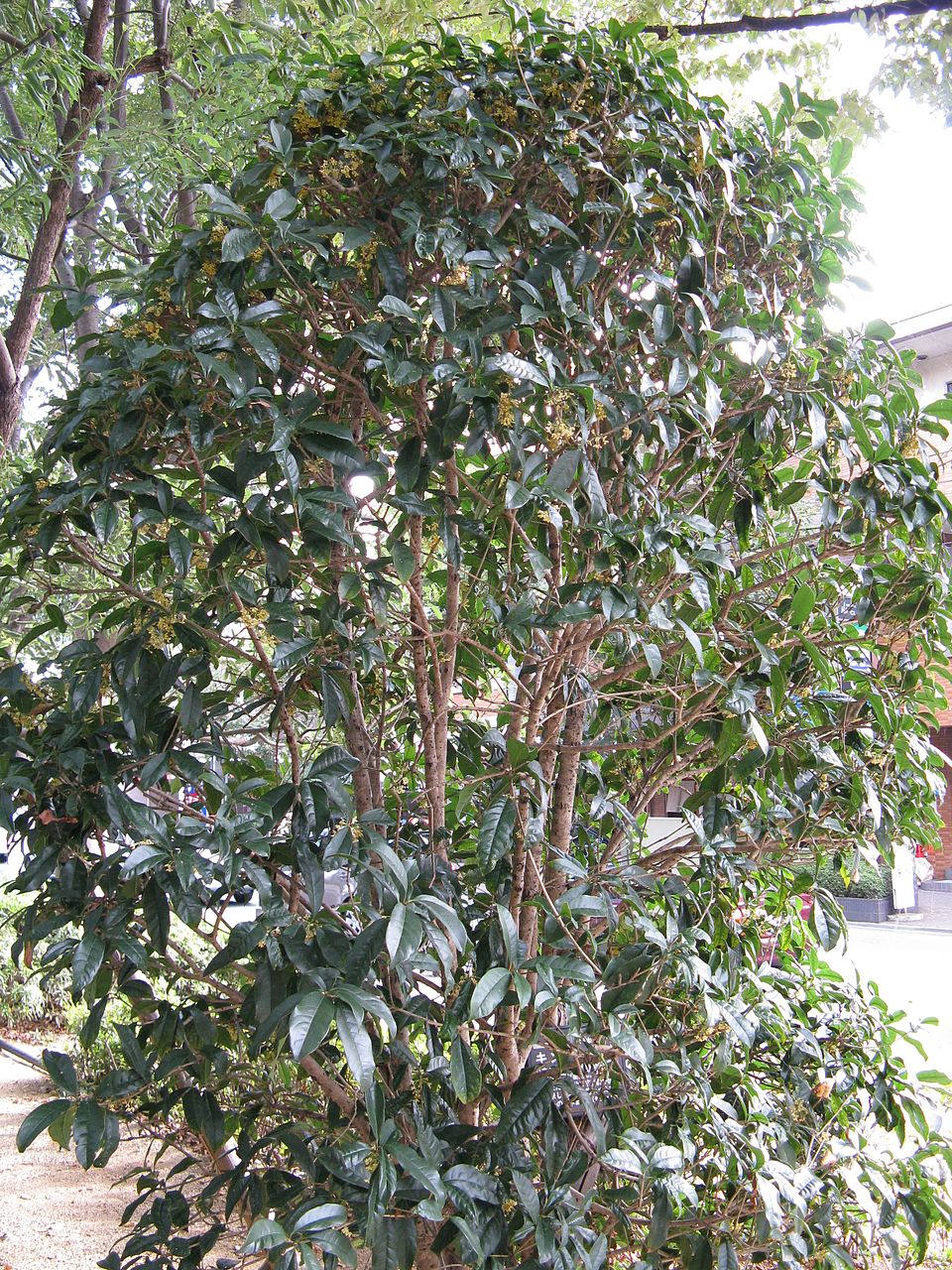 Osmanthus fragrans var. aurantiacus (Orange-Flowered Tea Olive) (alternate view 7)