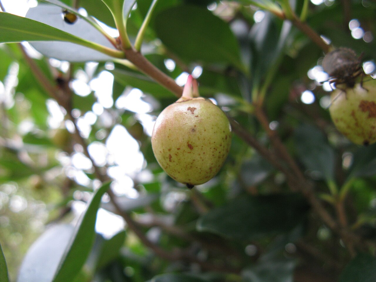 Ternstroemia gymnanthera, Japanese cleyera — upright evergreen (Pentaphylacaceae) (image 5 of 10)