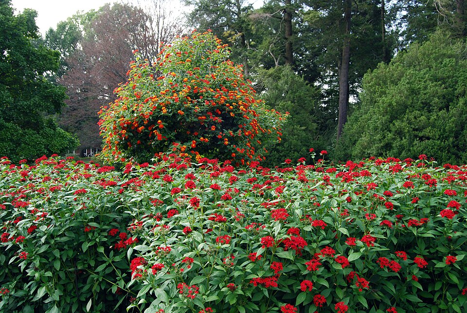 Pentas (alternate view 5)