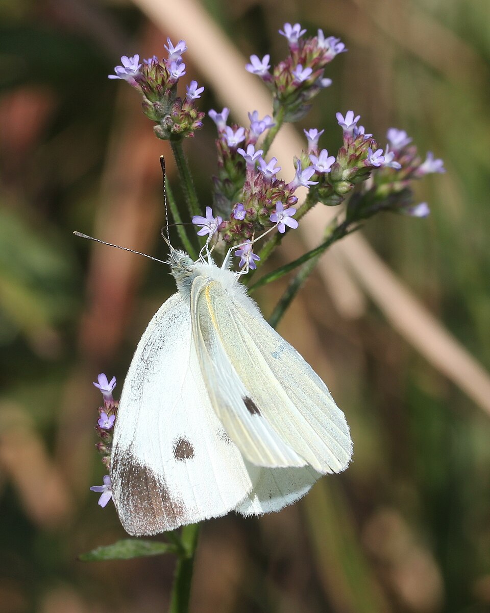 Verbena brasiliensis (Brazilian Vervain) (alternate view 10)