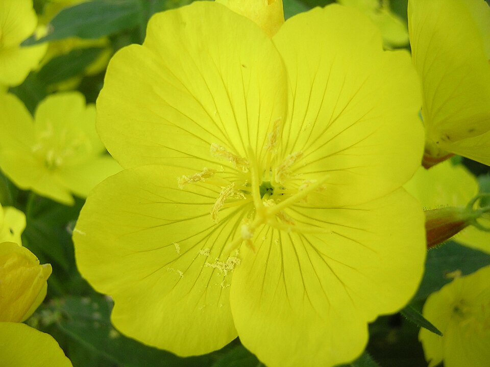 Oenothera fruticosa (evening primrose) (alternate view 6)