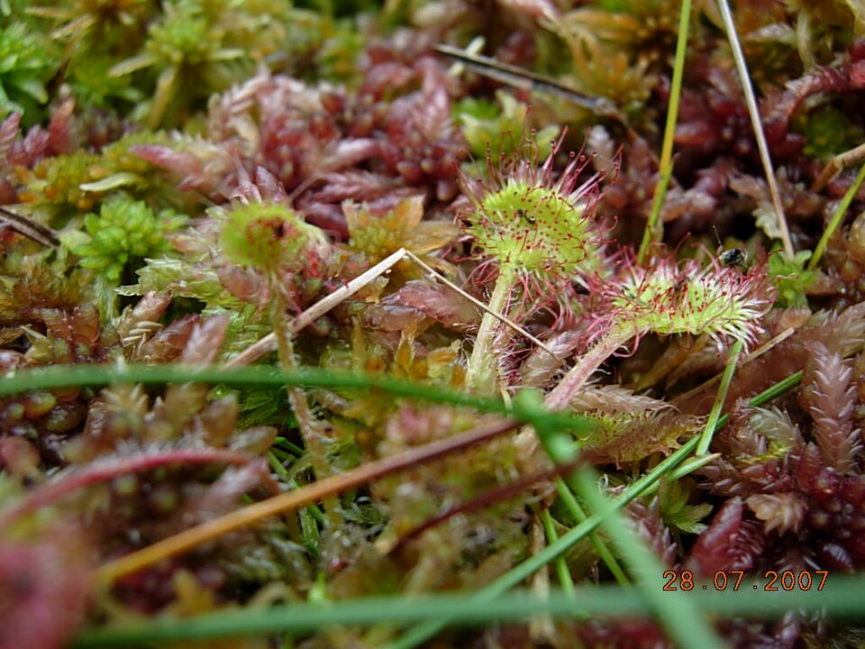 Drosera rotundifolia (round-leaved sundew)